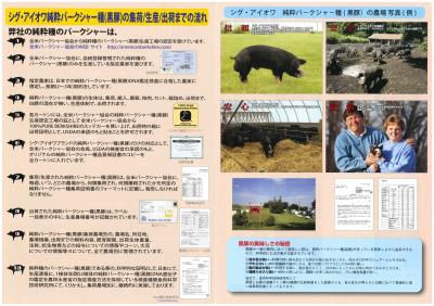 SIG Berkshire Leaflet Japan 2